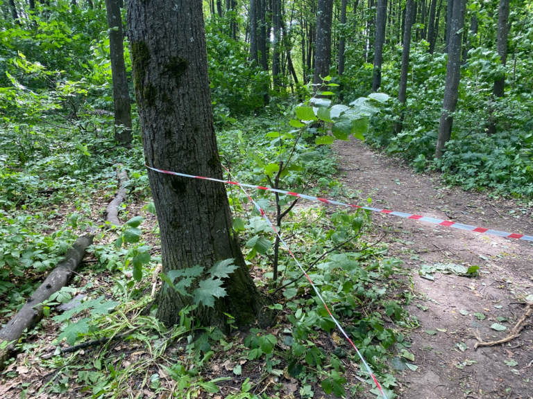 Спорный вопрос в Орле: пока одни жители выступают против строительства дороги, другие пишут обращения губернатору с просьбой возобновить стройку