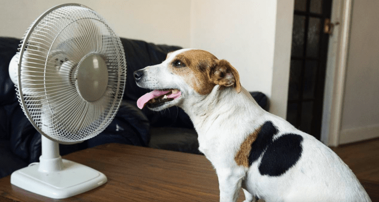 Аномальная жара: как охладить квартиру без кондиционера