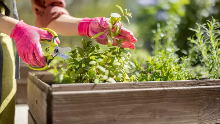 Новый тренд в урбанистике: какие девелоперы организуют общественные огороды в своих ЖК