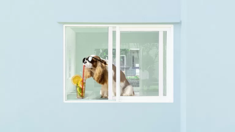 ТОП-10 фишек догфрендли инфраструктуры в новых проектах