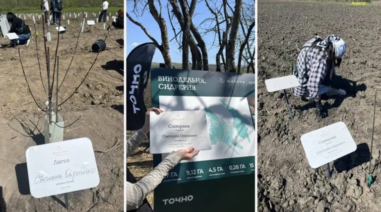 А вот и те самые виноградники ТОЧНО, где находится подаренная Светлане именная лоза и яблоня