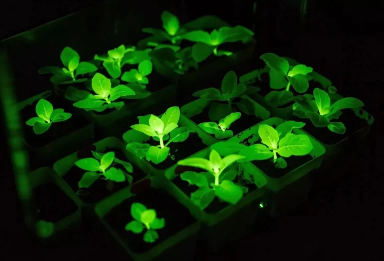 Растения вместо фонарей на улицах