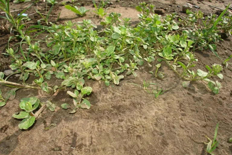 У жителя Перми забрали земельный участок площадью 9 га из-за сорняков